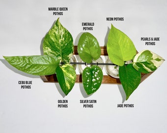 Pothos Kit - Ready to Grow Pothos - Pothos Variety Pack - Epipremnum Aureum Cuttings - Easy Care Houseplant Starter - Starter Plant Cuttings