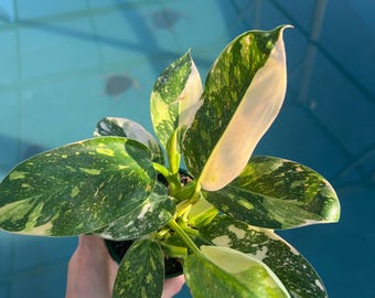 Philodendron Green Congo "Copper Flame" Live Plant