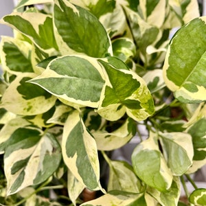 Pearls & Jade Pothos Cutting | variegated pothos, live plant, pothos cutting for propagation