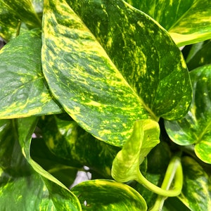 Golden Pothos Cutting | House plant cuttings, propagation, variegated cuttings