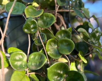 Hoya Chelsea CUTTING