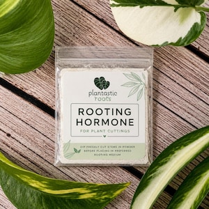 May include: A small packet of "Rooting Hormone" for plant cuttings, with the "plantastic roots" logo. The packet is surrounded by green and white plant leaves, set against a wooden background. Instructions are printed on the packet.