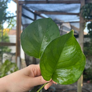 Greenjula Pothos Cutting | rare plants, plant cuttings for propagation, pothos cuttings
