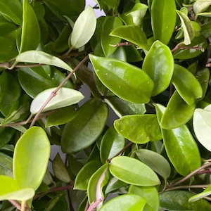 Hoya Jade Cutting for Propagation