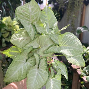 Syngonium Milk Confetti 4&quot;, Live Plant
