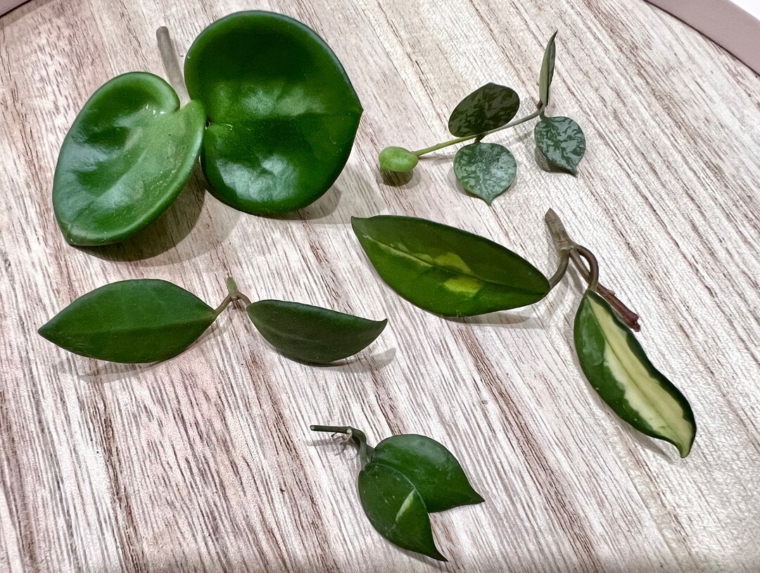 Hoya Cuttings Bundle Hoya Propagation, Unrooted Hoya Etsy