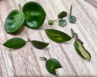 Hoya Cuttings Bundle | Hoya propagation, unrooted Hoya