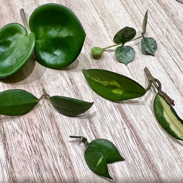 Hoya Cuttings Bundle | Hoya propagation, unrooted Hoya