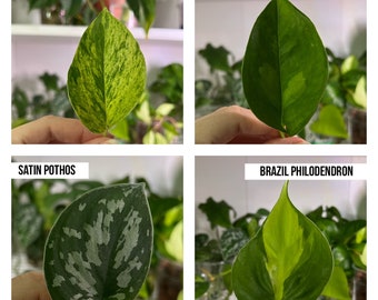 Build Your Bundle, Cuttings for Propagation | pothos cuttings, house plants, rare, indoor living plants