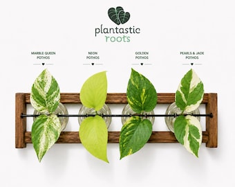 Pothos Cuttings Variety Pack – Marble Queen, Neon, Pearls & Jade, Golden – Easy Care Houseplant Starter
