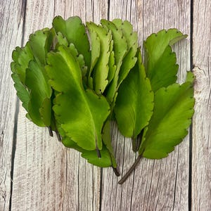 Kalanchoe Pinnata Leaves (15), Miracle Leaf, Leaf of Life, Goethe Plant, Cathedral Bells, Magic Bells Leaves, Organic Leaf of Life