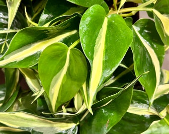 RARE Philodendron Hederaceum Silver Stripe Cutting, Silver Stripe Live Clipping, Variegated Philodendron, Gift, Rare Philodendron