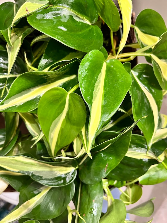 RARE Philodendron Hederaceum Silver Stripe Cutting, Silver Stripe Live Clipping, Variegated Philodendron, Gift, Rare Philodendron