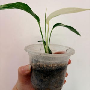 Op de afbeelding: Een kleine bonte plant met groene en witte bladeren die groeit in een doorzichtige plastic beker gevuld met donkere potgrond. De plant heeft slanke stengels en langwerpige bladeren met opvallende witte patronen in het blad.
