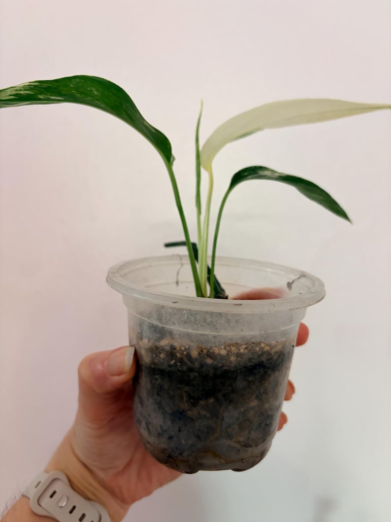 Op de afbeelding: Een kleine bonte plant met groene en witte bladeren die groeit in een doorzichtige plastic beker gevuld met donkere potgrond. De plant heeft slanke stengels en langwerpige bladeren met opvallende witte patronen in het blad.