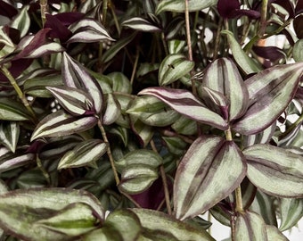 Tradescantia Zebrina Cutting | plant cuttings, propagation, house plants