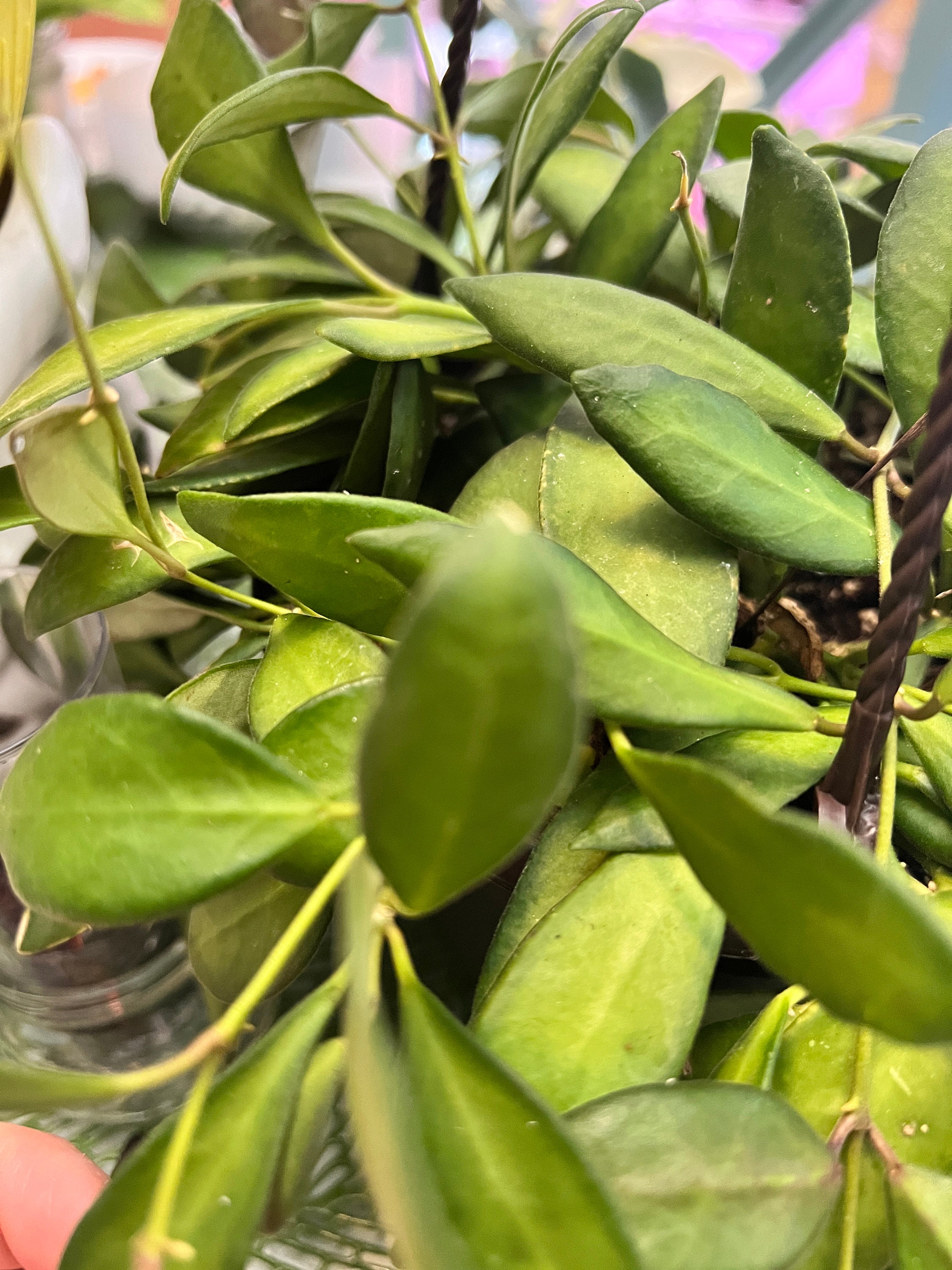 Hoya Bilobata Ds 70