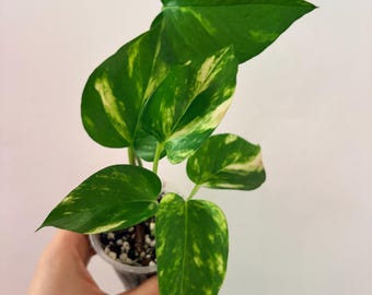 Golden Pothos (high-color) 3” Plant | Live vine plant, air purifying plant, variegated plant, easy care