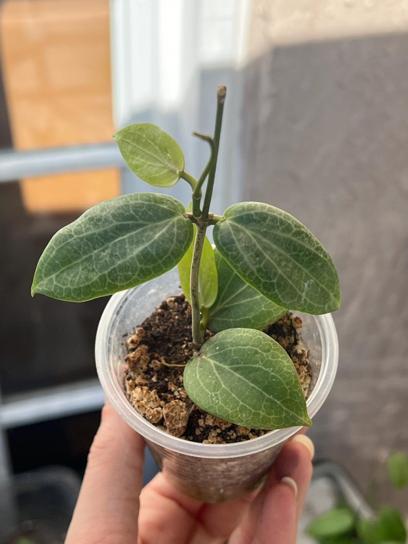 Hoya Fitchii Plant