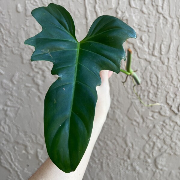 Philodendron Green Dragon Cutting