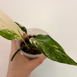 Op de afbeelding: Een kleine bonte plant met langwerpige, puntige bladeren met een mix van donkergroene en cr&egrave;mewitte patronen. De plant staat in een doorzichtige, cilindrische plastic pot gevuld met donkere potgrond en zichtbare wortels.