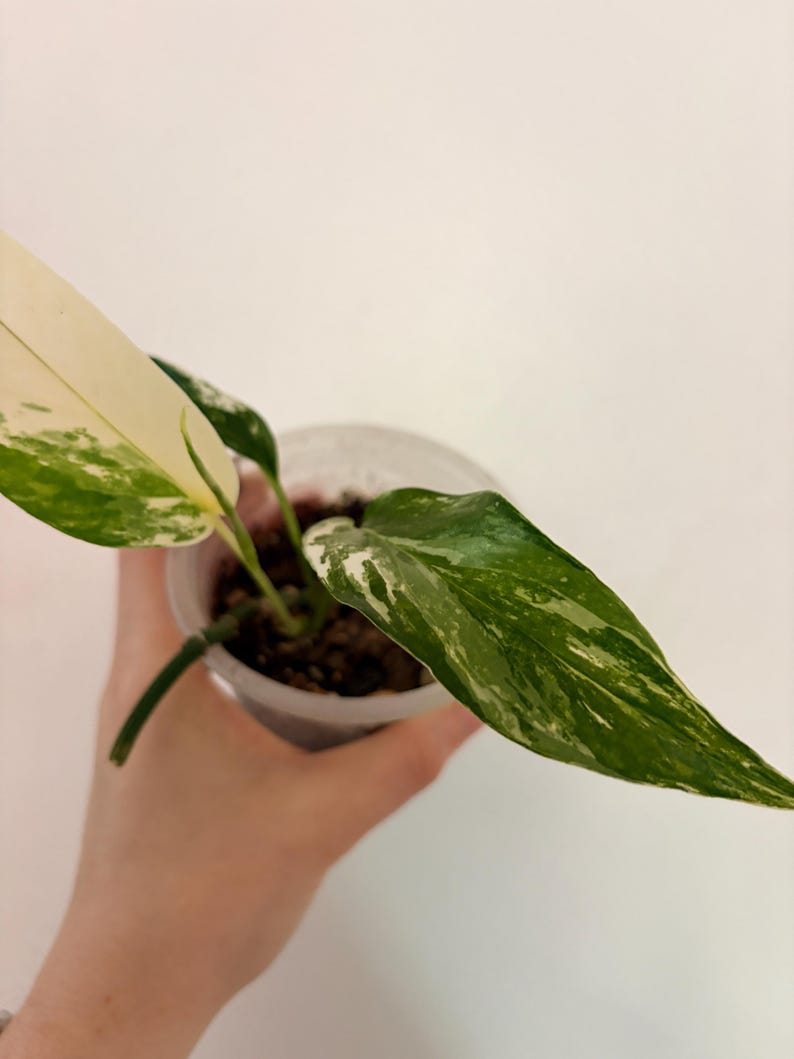 Op de afbeelding: Een kleine bonte plant met langwerpige, puntige bladeren met een mix van donkergroene en cr&egrave;mewitte patronen. De plant staat in een doorzichtige, cilindrische plastic pot gevuld met donkere potgrond en zichtbare wortels.