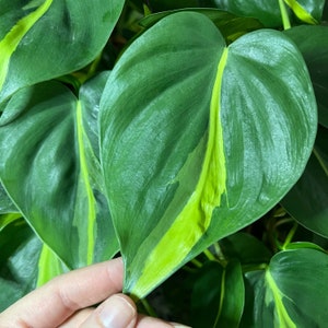 Brasil Philodendron Cutting | variegated plant cutting for propagation, easy care plant for beginners