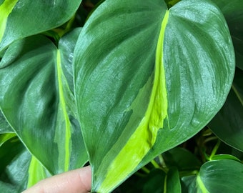 Brasil Philodendron Cutting | variegated plant cutting for propagation, easy care plant for beginners
