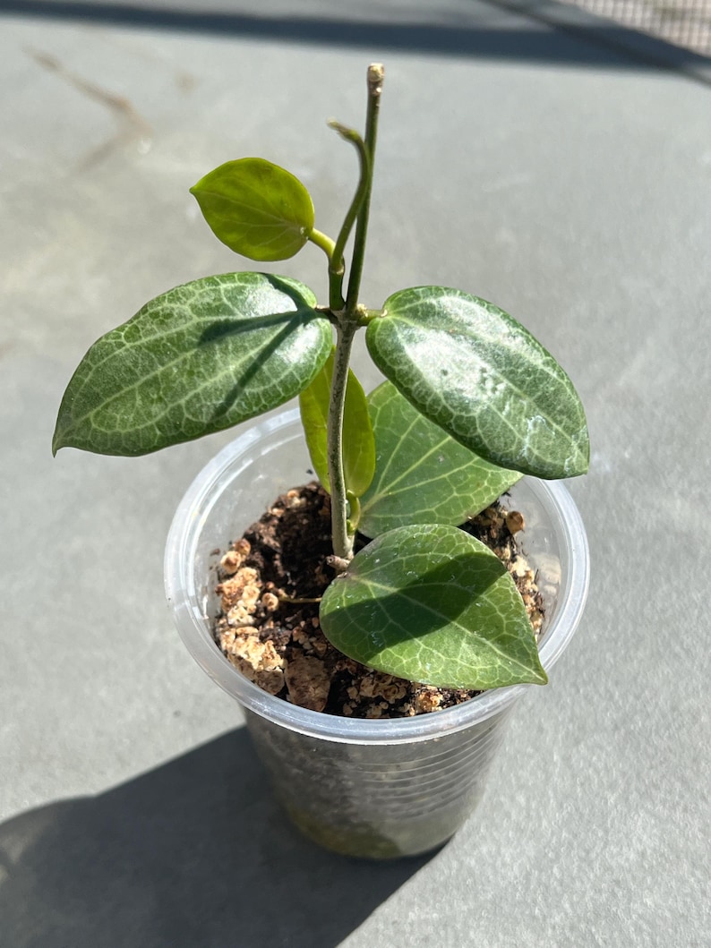 Hoya Fitchii Plant - Thumbnail 2