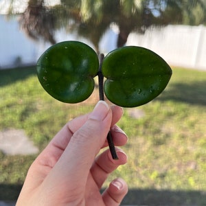 Hoya Chelsea Cutting for propagation, wax plant hoya, rare hoya, plant Cuttings, easy care plants, hoya cutting