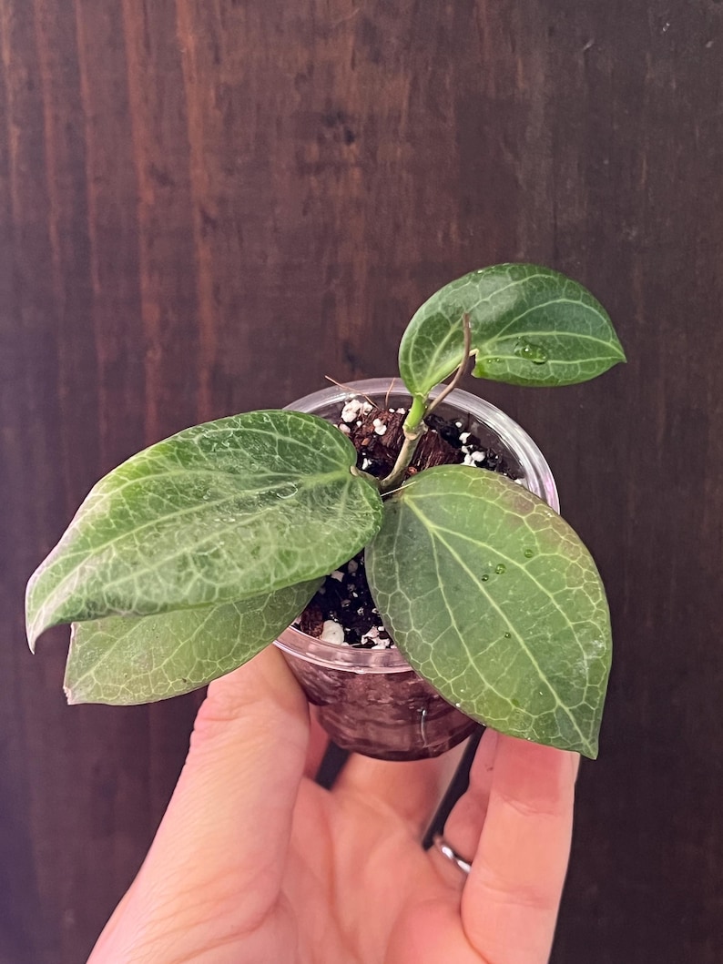 Hoya Fitchii Plant - Thumbnail 3