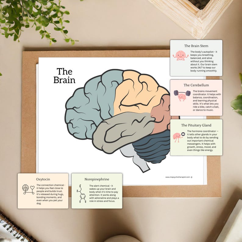 Brain Anatomy Reference Cards: Psychology & Education (printable PDF ...