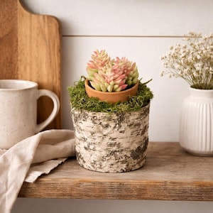 Rustic Artificial Succulent in Birch Log Base with Moss and Terracotta Pot