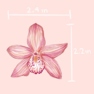 May include: A hand-drawn illustration of a pink orchid flower with a white and red speckled center. The flower measures 2.4 inches wide and 2.2 inches tall against a light pink background.