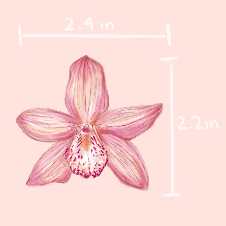 May include: A hand-drawn illustration of a pink orchid flower with a white and red speckled center. The flower measures 2.4 inches wide and 2.2 inches tall against a light pink background.