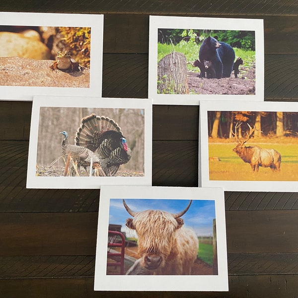 5 Wildlife Photo Note Cards with envelope - blank inside - Photo Note Cards - Nature