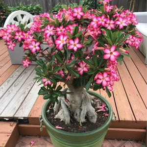 Home Bred Adenium Obesum ‘Desert Rose’ PACK OF 10 SEEDS! Flowering Plant Seeds