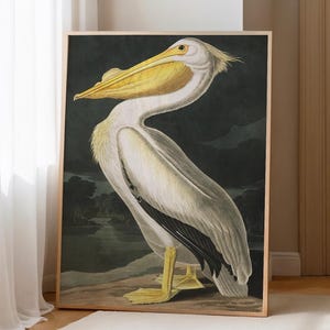 White Pelican Print: Vintage Audubon Bird Illustration, Coastal Wall Art (Digital Download)
