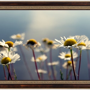 Daisies PRINTABLE PHOTO, Daisy Printable Wall Art