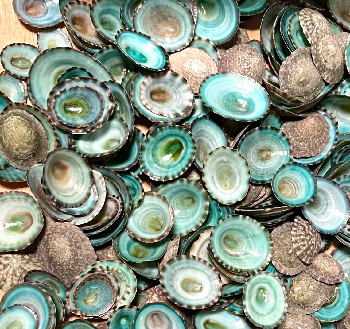 Blue Limpet Seashells Hand Selected - Etsy