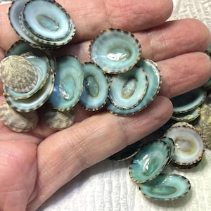 Blue Limpet Seashells Hand Selected