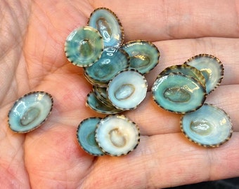Petite Blue Limpet Seashells, Beach Decor, Nautical Shell, Beach Wedding, Crafting Supplies, Outer Banks, Green Limpet, Hand Sorted