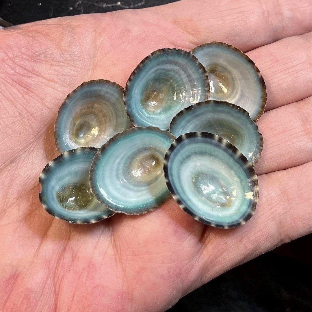Large Blue Limpet Seashells Hand Selected - Etsy