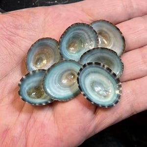 Large Blue Limpet Seashells Hand Selected