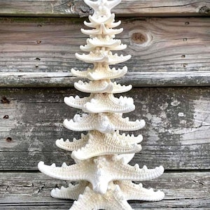 Starfish Tree: Coastal Nautical Decor, Genuine Sea Star (11”)