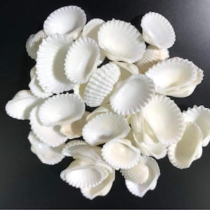 Nautical Supplies, Ark Shells, Shells for Crafting, OBX, Beach Wedding Decor, Beach Home, White Shells Bulk, Crafting Seashells