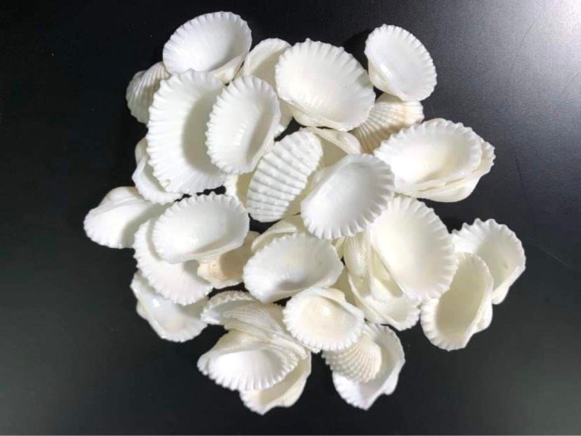 BULK Wholesale White Seashells Beach Wedding Décor Sea Shells