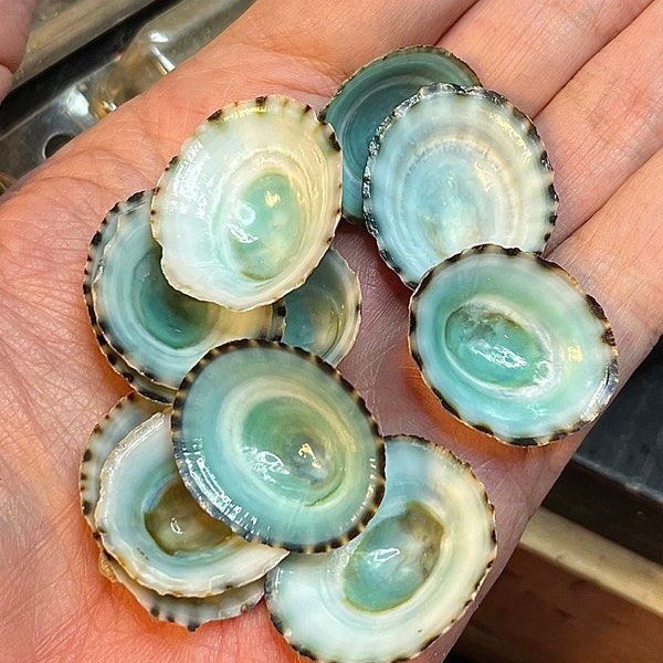 Shell - Etsy