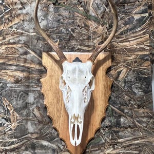 May include: A deer skull with antlers mounted on a wooden plaque. The skull is white, and the antlers are a light brown. The plaque is a medium brown color and has a decorative edge. The background is a camouflage pattern.