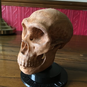 Neanderthal Skull approx half size Hand Finished model **UPDATED for 2024**